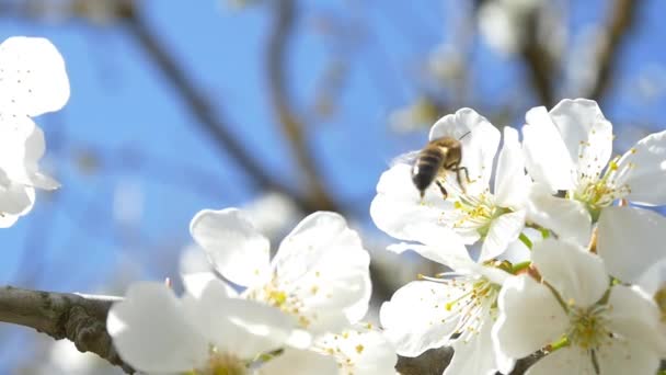 Abelha voando sobre flores de cerejeira — Vídeo de Stock