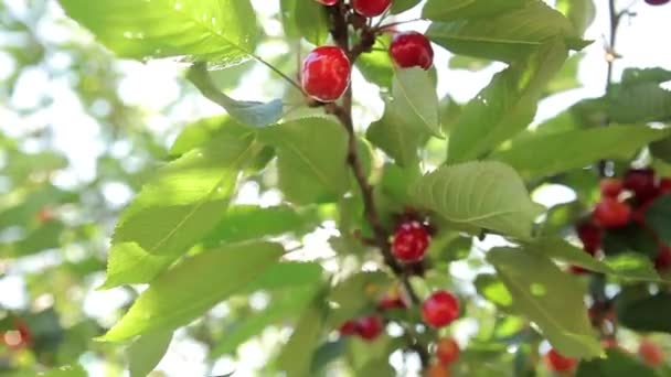 Cerezas maduras en un árbol — Vídeos de Stock