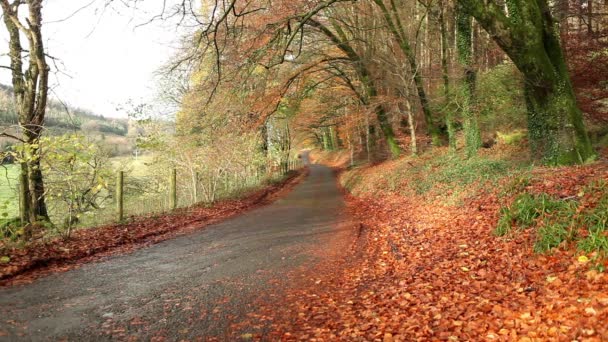 Camino rural de otoño — Vídeos de Stock