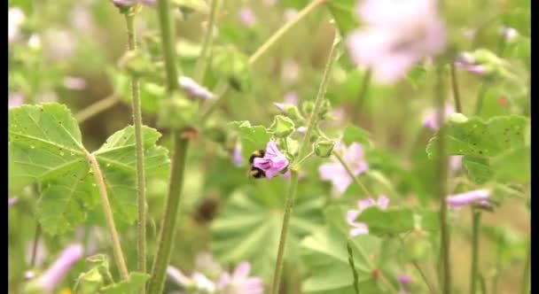 Čmelák hmyz na růžový květ — Stock video