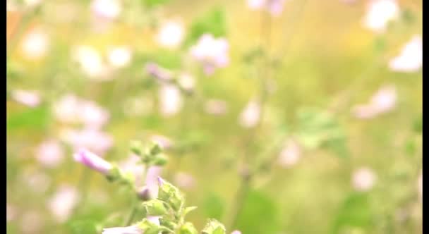 Kleurrijke wilde bloemen veld — Stockvideo