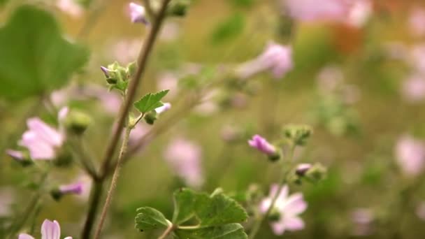 Champ de fleurs sauvages colorées — Video