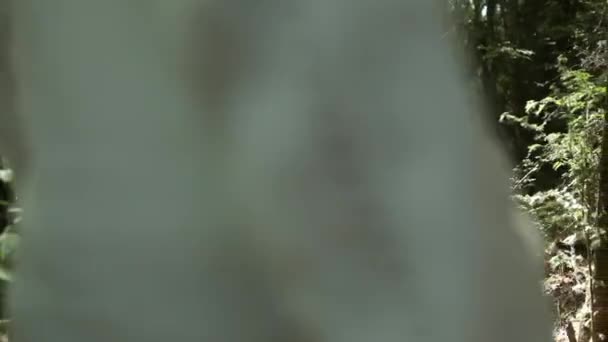 Fille marche dans la forêt avec chien 