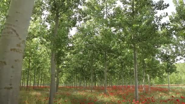 Campo de amapolas rojas — Vídeos de Stock