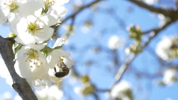 Пчела пролетела над цветами вишни — стоковое видео