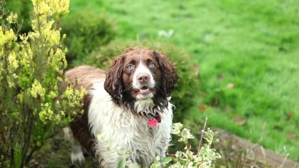 Собака-спаниель на зеленой траве — стоковое видео