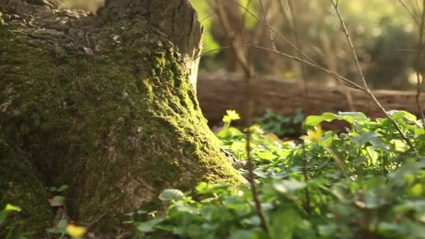 Natura śledzenia strzał — Wideo stockowe