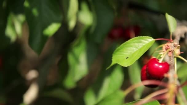 Cerezas maduras en un árbol — Vídeos de Stock