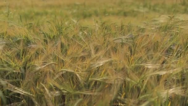 Campo de trigo maduro paisaje — Vídeos de Stock