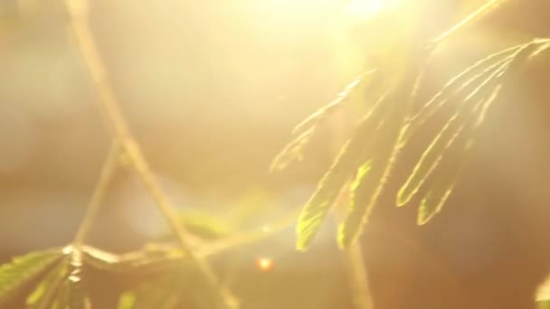 Sonnenlicht und Baumzweige Hintergrund — Stockvideo