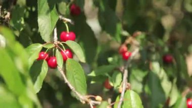 Olgun kirazlar ağaçta