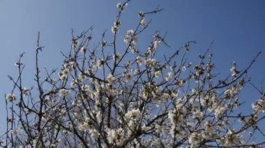 Kiraz ağacı çiçek çiçekler