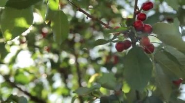 Olgun kirazlar ağaçta