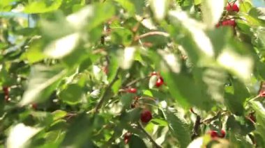 Olgun kirazlar ağaçta