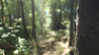 Kız köpekle ormanda yürüyüş