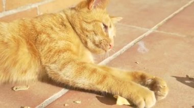 Ağır çekim kedi kuru kabak ile oynamak