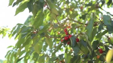 Olgun kirazlar ağaçta