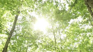 Güneş ışınları parmaklarımın arasından