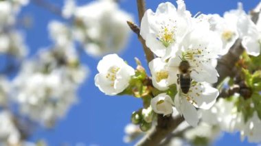 Kiraz ağacı çiçek üzerinde uçan arı