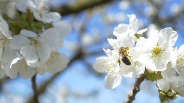 Kiraz ağacı çiçek üzerinde uçan arı