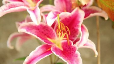 pembe lily çiçek