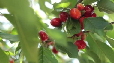 Olgun kirazlar ağaçta