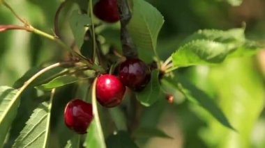 Olgun kirazlar ağaçta