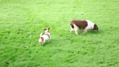 Açık oynayan köpekler