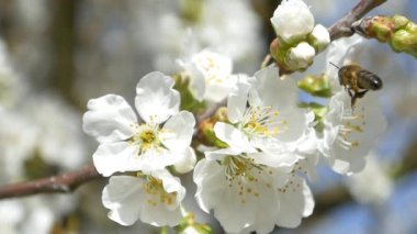 Kiraz ağacı çiçek üzerinde uçan arı