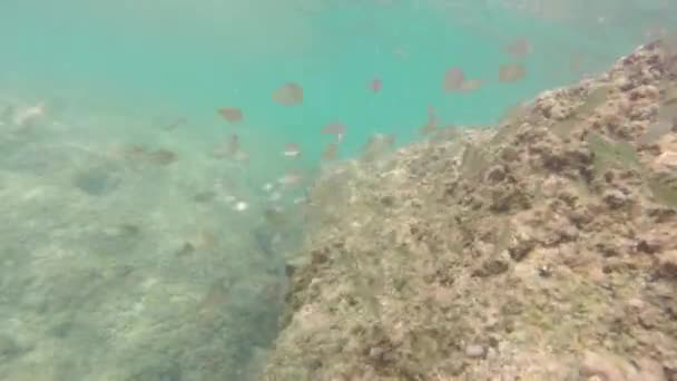 Peces bajo el agua de mar — Vídeos de Stock