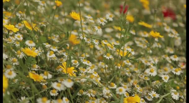 Champ de fleurs sauvages colorées 
