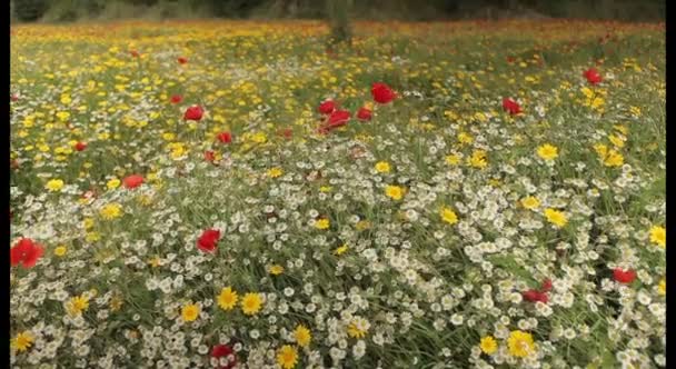 Campo de amapolas rojas — Vídeo de stock