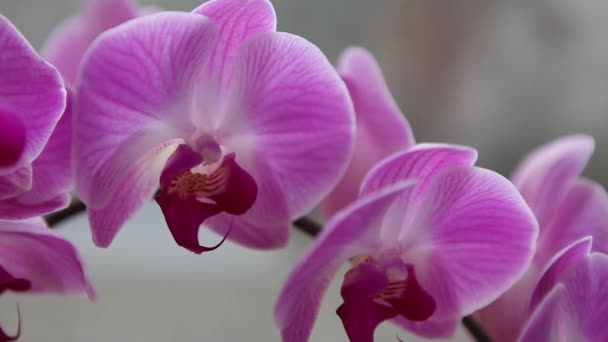 schöne rosa Orchideen