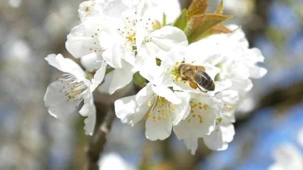 Abeja volando sobre flores de cerezo — Vídeos de Stock