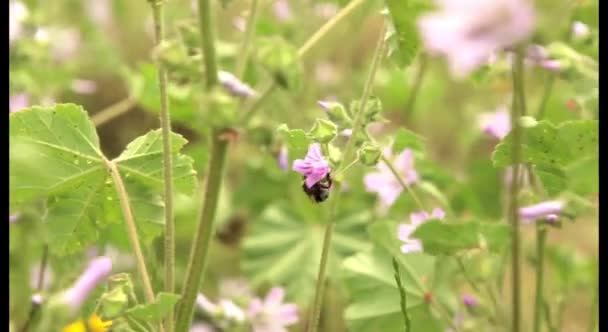 Bumblebee insect on pink flower — Stock Video