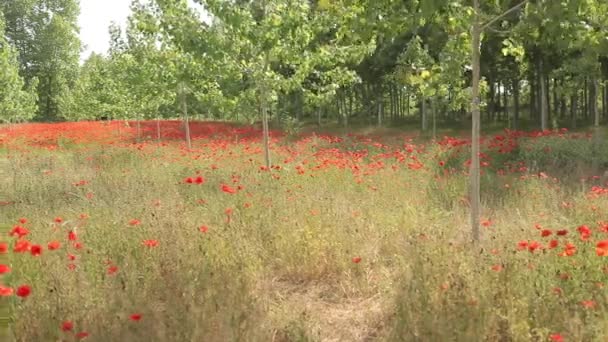 Campo de amapolas rojas — Vídeo de stock