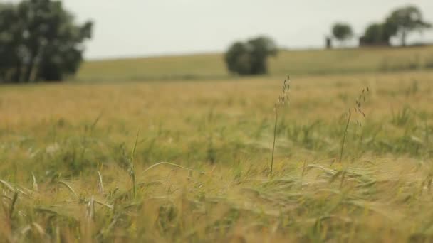 Campo de trigo maduro paisagem — Vídeo de Stock