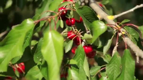 Спелые вишни на дереве — стоковое видео