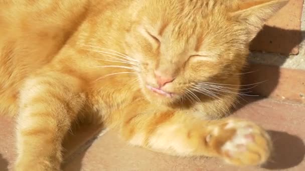 Slow motion cat cleaning itself — Stockvideo