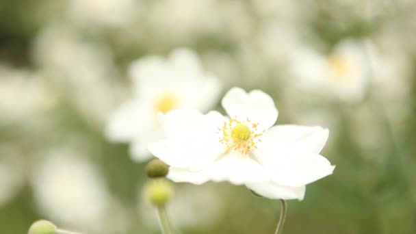 Champ de fleurs sauvages colorées — Video