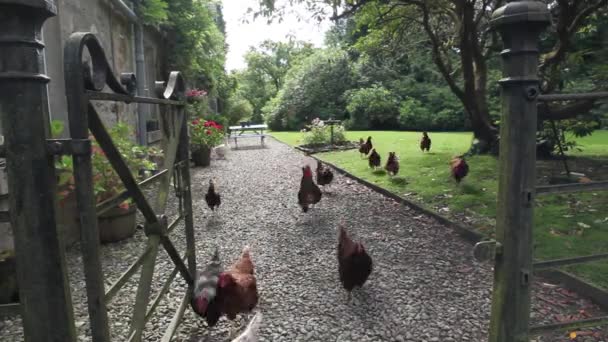 Galinhas perto da casa da fazenda — Vídeo de Stock