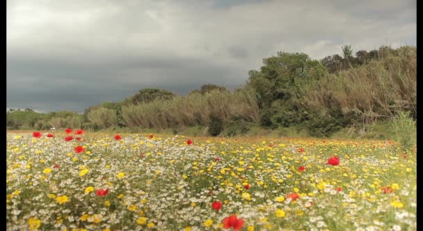 Червоні Маки з цвітом поля — стокове відео