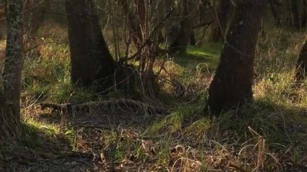 Slider forêt de printemps — Video