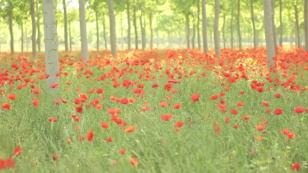 Campo de amapolas rojas — Vídeos de Stock