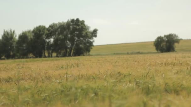 Chica caminando en el campo de trigo maduro — Vídeos de Stock