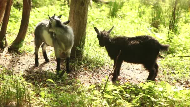 Baby goats playing at farm — Stock Video