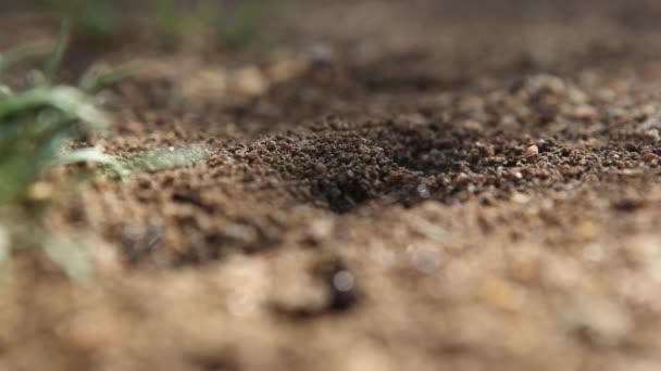 Hormigas negras arrastrándose en el suelo — Vídeo de stock