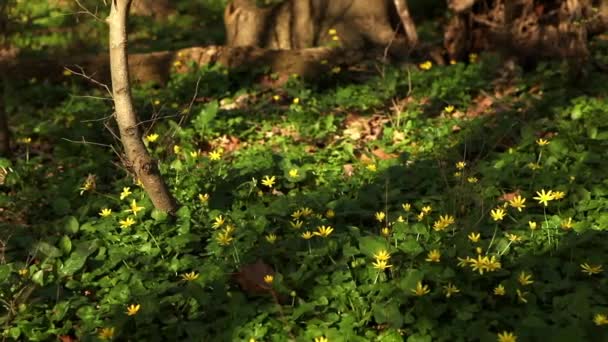 Повзунок весна ліс — стокове відео