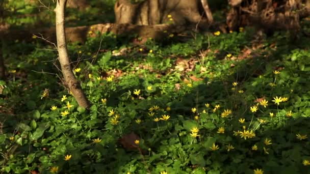 Control deslizante del bosque de primavera — Vídeos de Stock