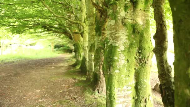 Alte grüne Bäume Allee — Stockvideo